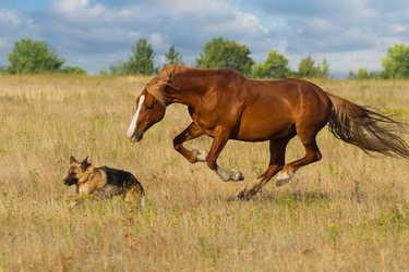 Vorlage Freundschaft