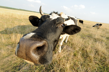 Vorlagen Tierisch