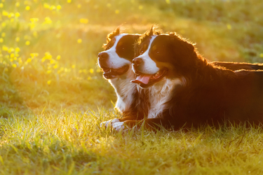 Vorlage Freundschaft