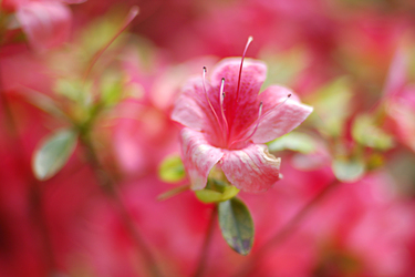 Vorlagen Blumen