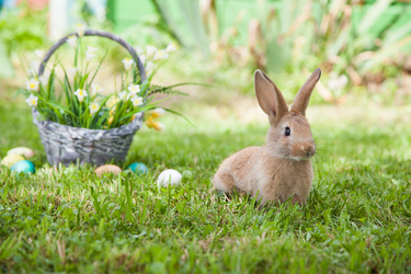 Vorlage Ostern