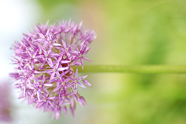 Vorlage Blumen